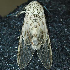 Hypercompe caudata
