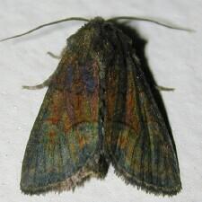 Oligia latruncula