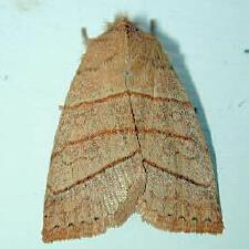 Pyreferra citrombra