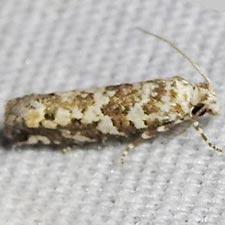 Pelochrista fritillana