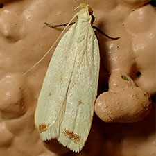 Dichomeris hypochloa