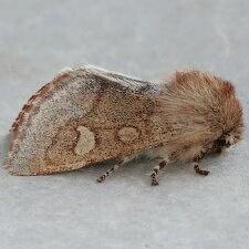 Psaphida styracis
