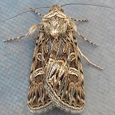 Sympistis sanina