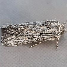 Sympistis intruda