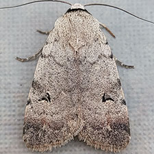 Anicla espoetia