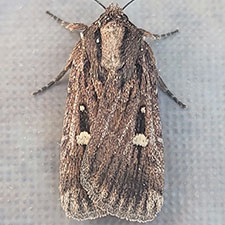 Abagrotis striata