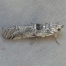 Salebriacus odiosella