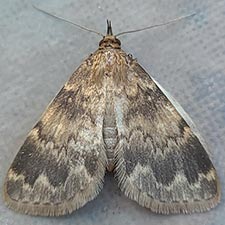 Idia occidentalis