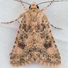 Aseptis catalina