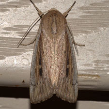 Leucania amygdalina