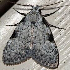 Meganola phylla