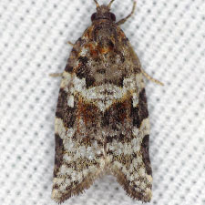 Argyrotaenia occultana