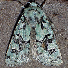 Lacinipolia consimilis