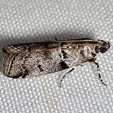 Salebriaria grandidentalis