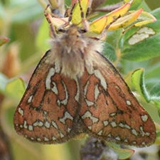 Gazoryctra confusus