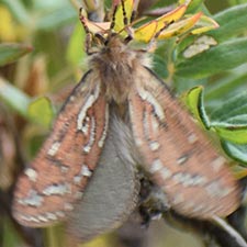 Gazoryctra confusus