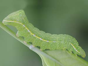 Amphipyra pyramidoides