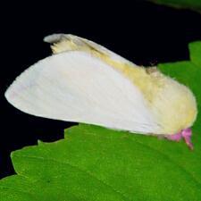 Dryocampa rubicunda