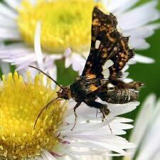 Thyris maculata