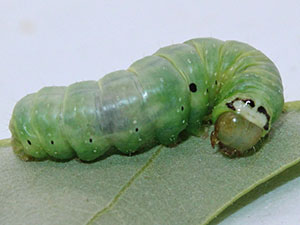 Psaphida styracis