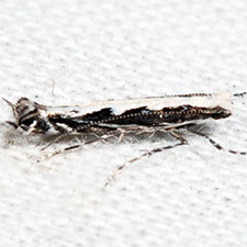 Micrurapteryx salicifoliella