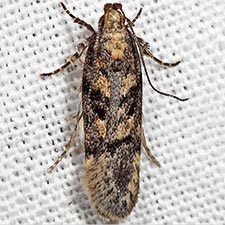 Chionodes thoraceochrella