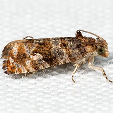 Paralobesia spiraeifoliana