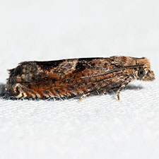 Sonia ferruginana