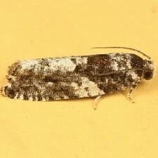 Gypsonoma adjuncta