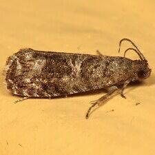 Grapholita packardi