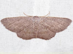 Glena cognataria