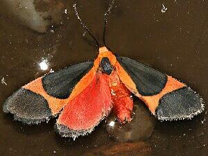 Cisthene martini