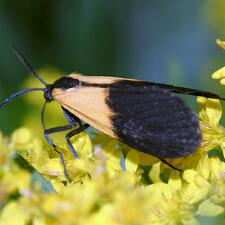 Lycomorpha pholus