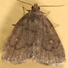 Idia diminuendis