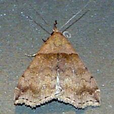 Lascoria ambigualis