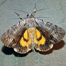 Catocala gracilis