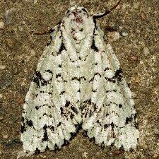 Chloronycta tybo