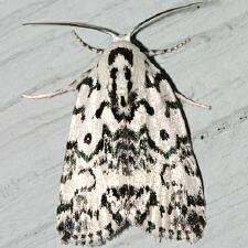 Polygrammate hebraeicum