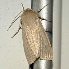 Rhizedra lutosa