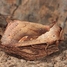 Bellura densa