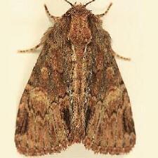 Phosphila turbulenta