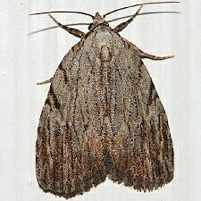 Balsa tristrigella