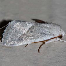 Leucocnemis nivalis