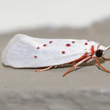 Enaemia rubritegula