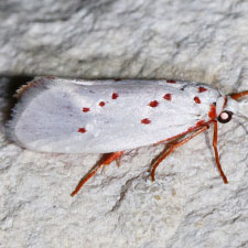 Enaemia rubritegula