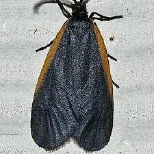 Pyromorpha caelebs