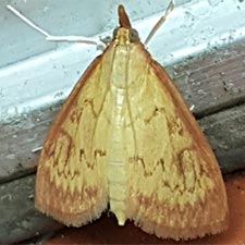 Ostrinia multispinosa
