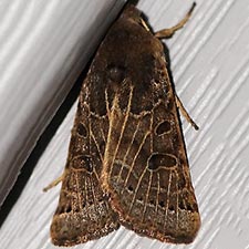 Agrochola lunosa
