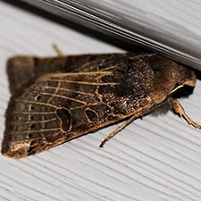 Agrochola lunosa