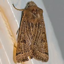 Agrochola lunosa